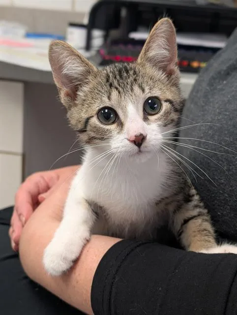 A baby small-sized male Domestic Short Hair cat named Clancy for adoption in Canfield, OH