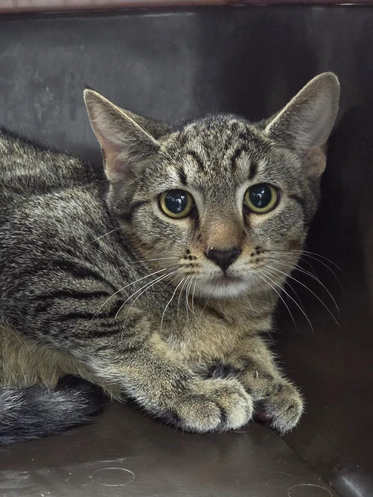 A baby large-sized male Domestic Short Hair cat named Tater Tot for adoption in Cartersville , GA