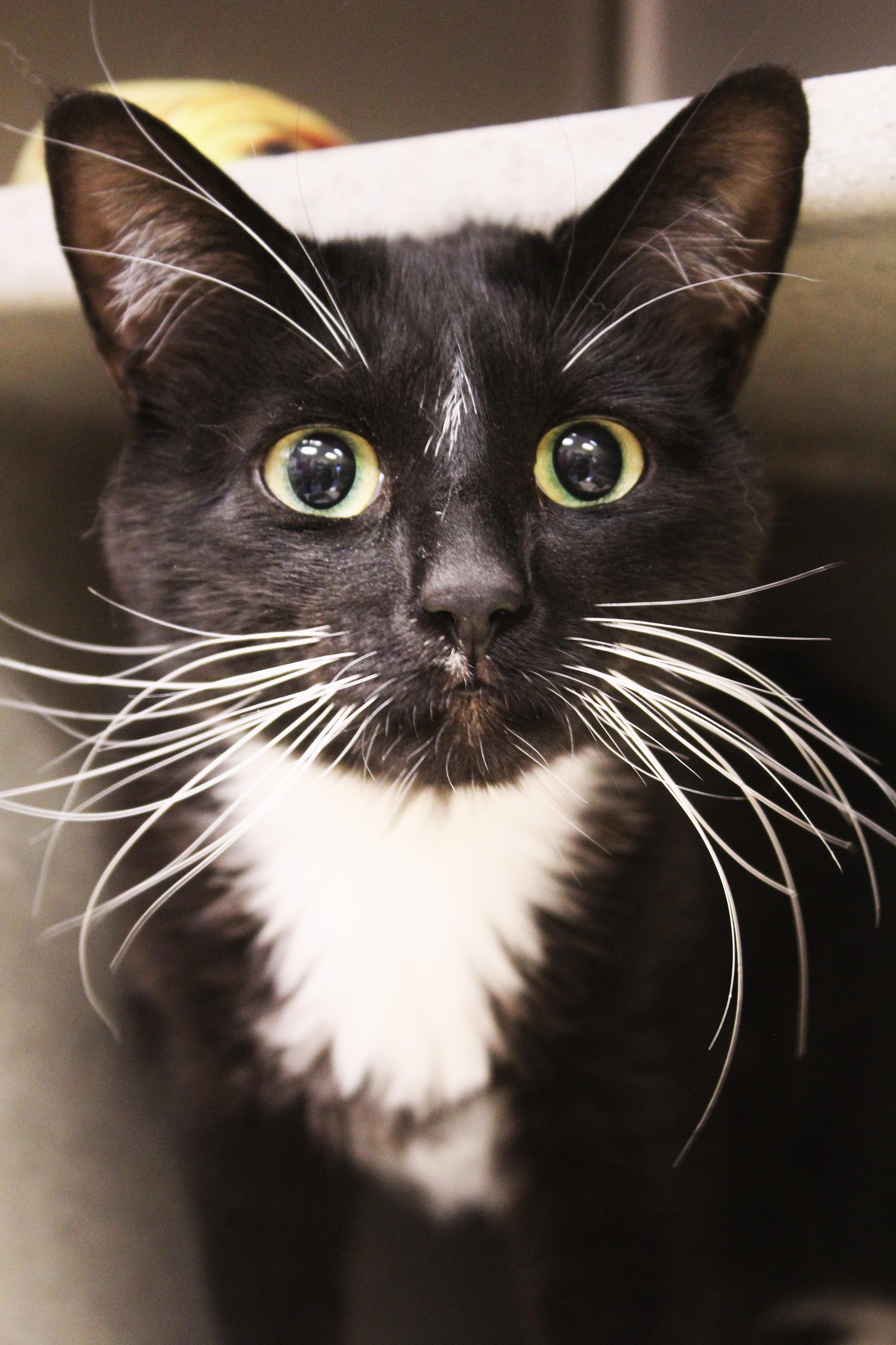 A young medium-sized female Black & White / Tuxedo Domestic Short Hair cat named Cricket for adoption in Yucca Valley, CA