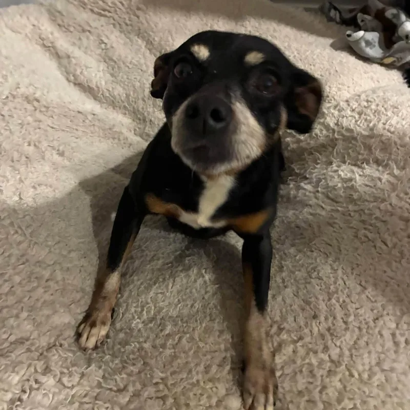 A senior small-sized female Rat Terrier dog named MeeMee for adoption in Madrid, IA