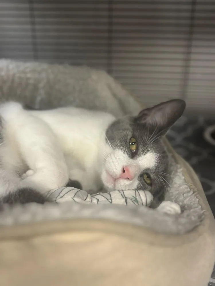 A baby medium-sized male Gray & White Domestic Short Hair cat named MacDonald for adoption in Clinton Township, MI