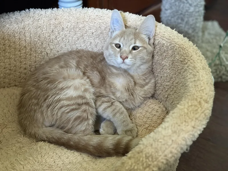 A baby large-sized male Tabby (Buff / Tan / Fawn) Tabby cat named Jasper for adoption in Churchville, PA