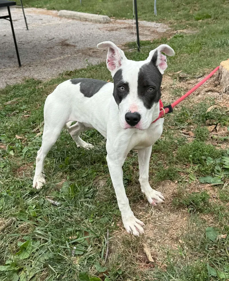 An adult medium-sized female White / Cream Pit Bull Terrier dog named Glinda for adoption in Springfield, IL