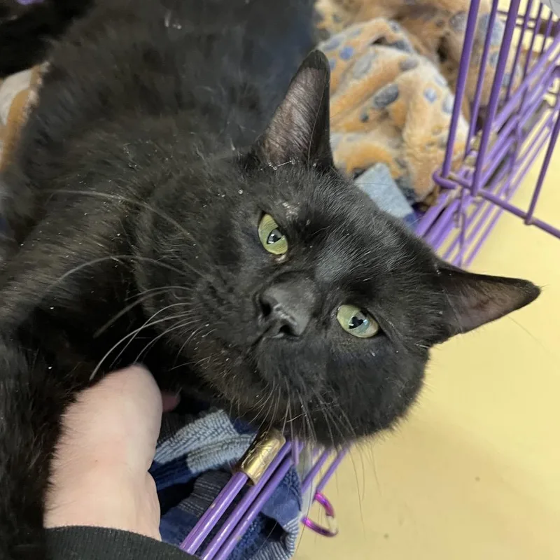 An adult large-sized male Black Domestic Short Hair cat named Todd for adoption in Bedford, NH