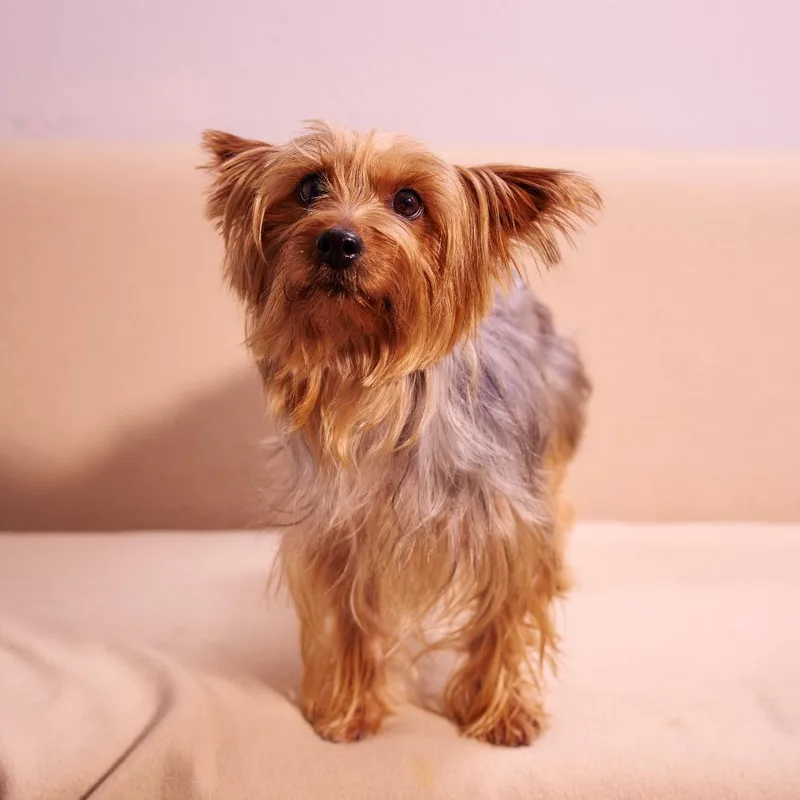 An adult small-sized male Gray / Blue / Silver Yorkshire Terrier dog named Durango for adoption in Chaska, MN