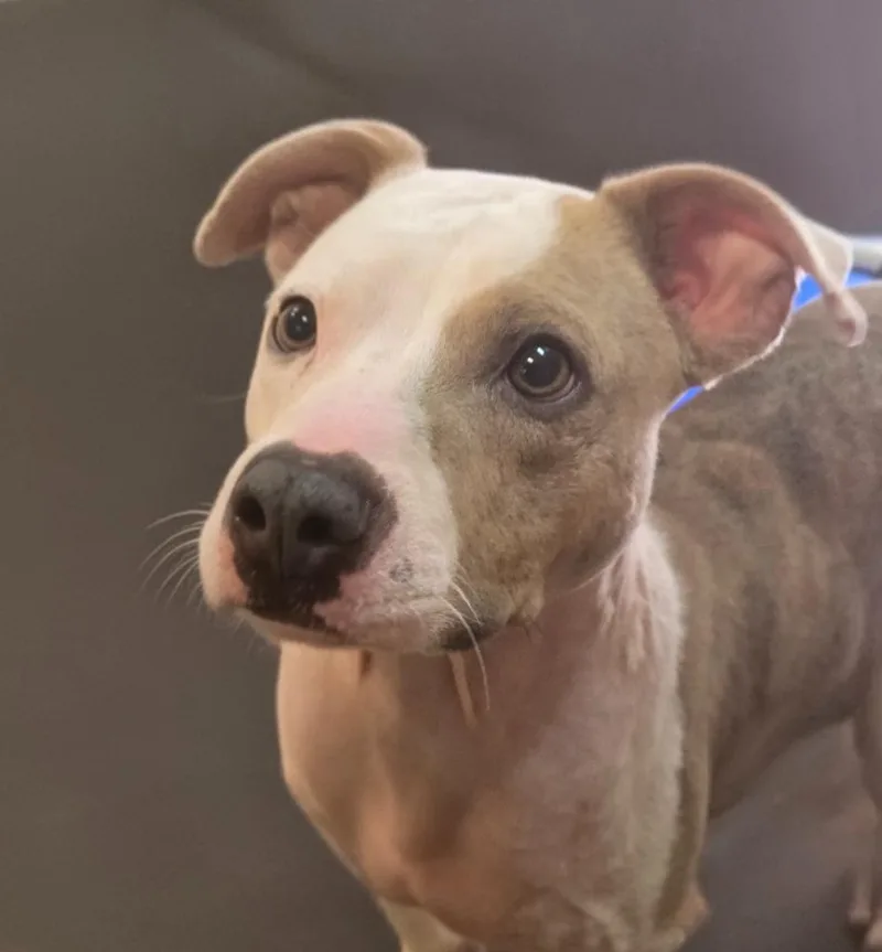 A young medium-sized male Pit Bull Terrier dog named Memphis for adoption in Elizabethton, TN