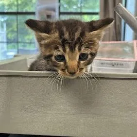 A baby small-sized male Domestic Short Hair cat named Silas for adoption in Jeffersonville, IN
