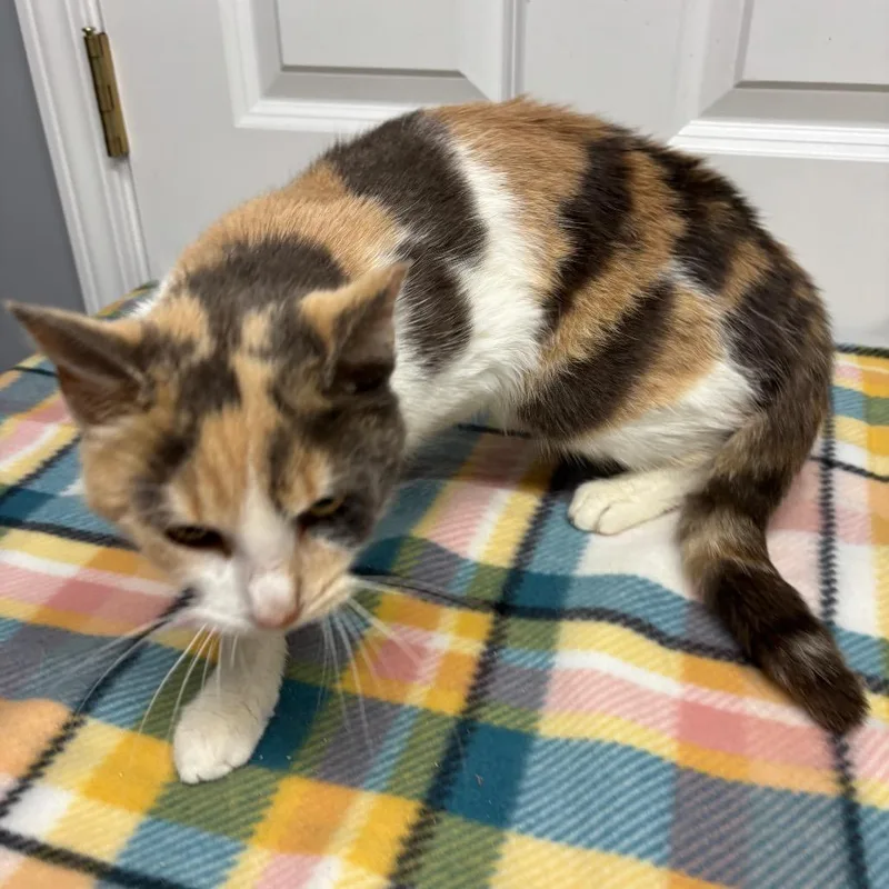 An adult small-sized female Calico Domestic Short Hair cat named Brulee for adoption in Granville, OH