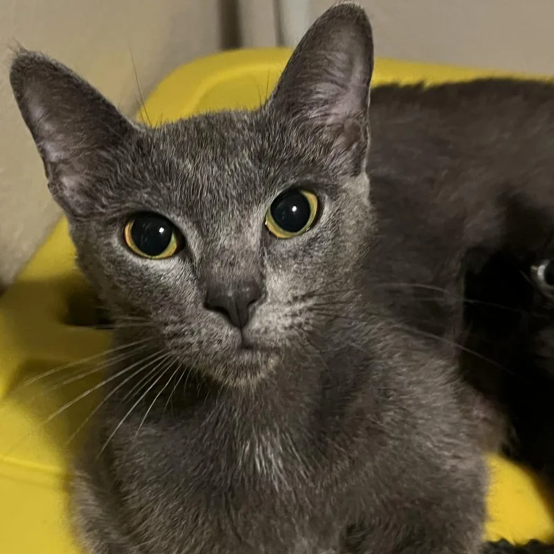 An adult medium-sized female Gray / Blue / Silver Domestic Short Hair cat named Jade for adoption in Tulsa, OK