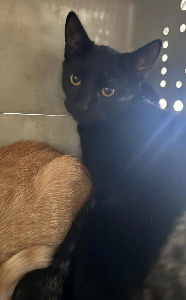 A baby small-sized male Domestic Short Hair cat named Havarti for adoption in Lemoore, CA