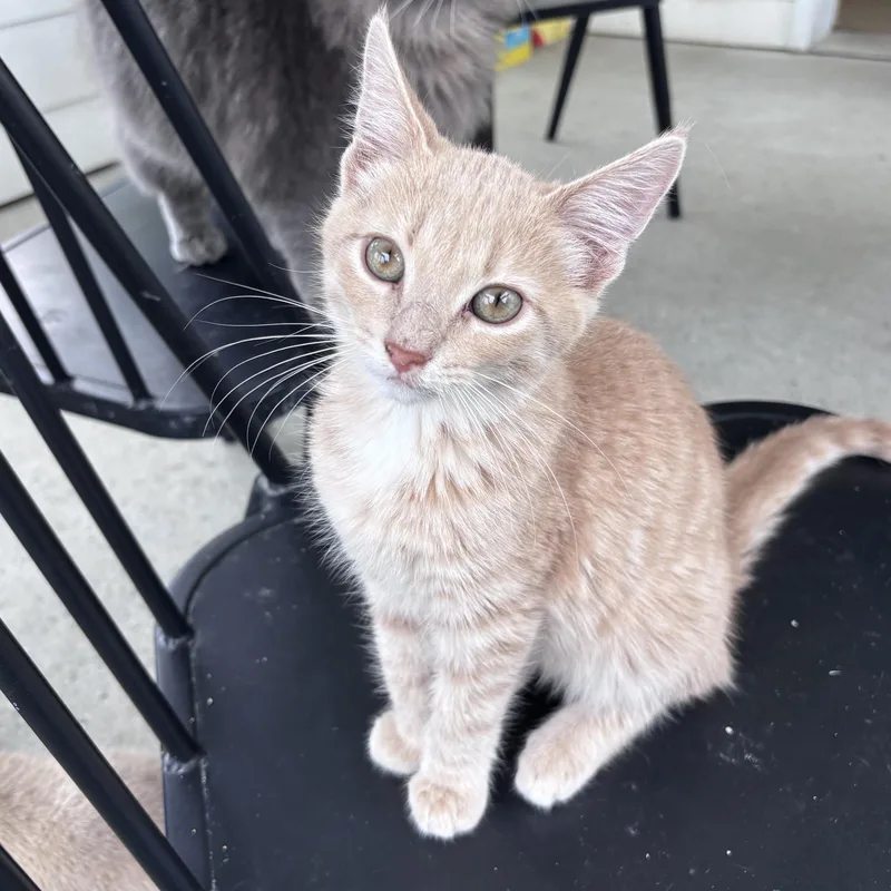 A young small-sized male Domestic Short Hair cat named Scottie for adoption in Franklin, IN