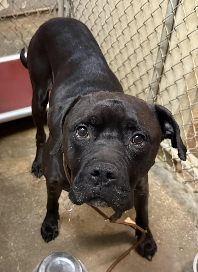 An adult large-sized male Black Cane Corso dog named Obie HOLD for adoption in Canton, OH