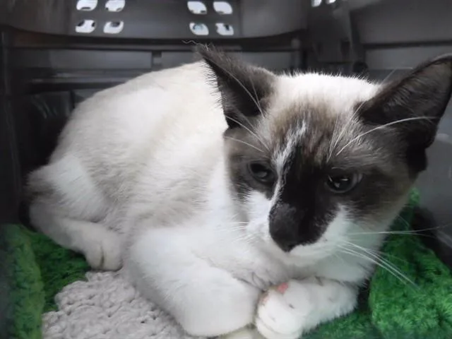 A baby medium-sized male Domestic Short Hair cat named Gronkle for adoption in Omaha, NE