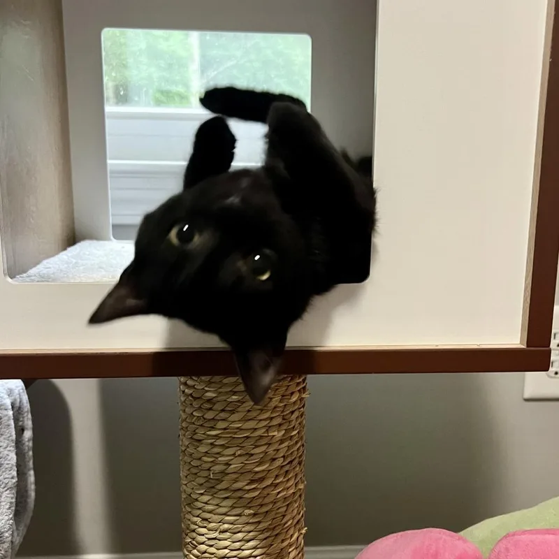A baby small-sized male Domestic Short Hair cat named Beetee for adoption in Cumming, GA