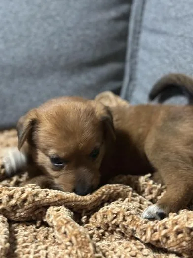 A baby medium-sized female Brown / Chocolate Australian Cattle Dog / Blue Heeler dog named Espresso for adoption in Liverpool, TX