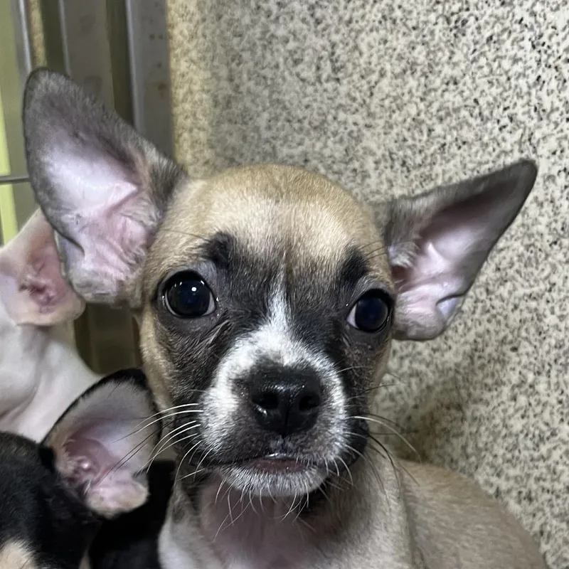 A baby small-sized female Yellow / Tan / Blond / Fawn Chihuahua dog named Raiden for adoption in Palm Springs, CA