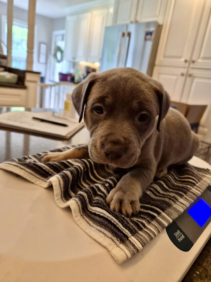 A baby large-sized male Pit Bull Terrier dog named Whalen Jennings Country for adoption in Holly Springs, NC