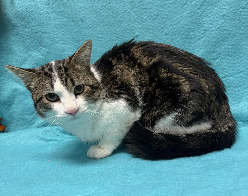 A young medium-sized male Tabby (Brown / Chocolate) Domestic Short Hair cat named Jinu for adoption in Maryville, MO