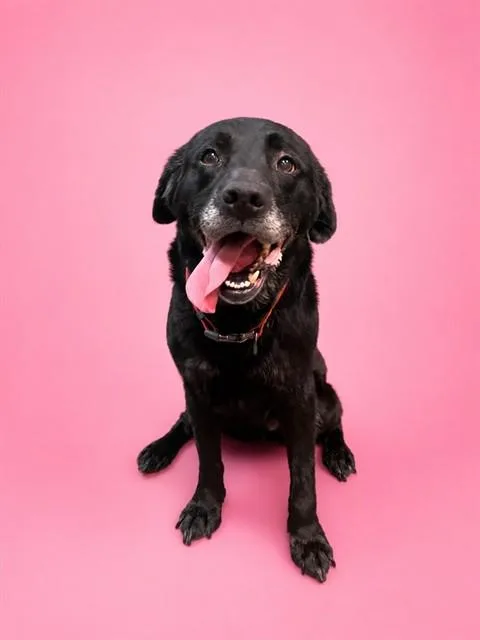 An adult medium-sized female Mixed Breed dog named Millie for adoption in Jacksonville, FL