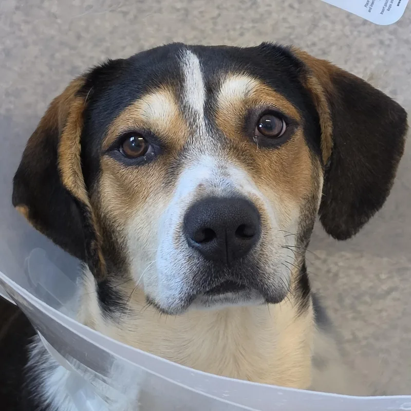 An adult large-sized male Tricolor (Brown, Black, & White) Mixed Breed dog named Fred for adoption in Aiken, SC