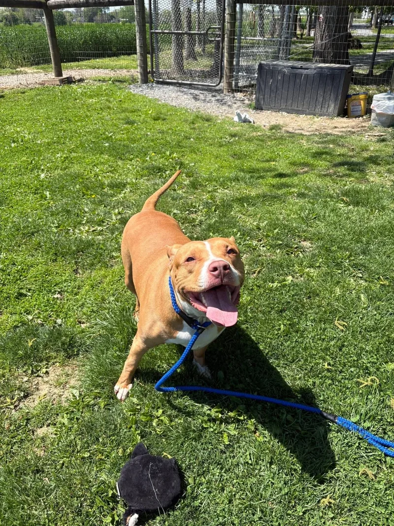 An adult medium-sized female Yellow / Tan / Blond / Fawn Mixed Breed dog named Astra for adoption in Myerstown, PA