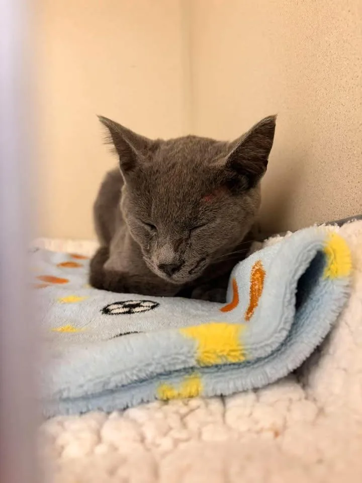 A young large-sized male Domestic Short Hair cat named Herman for adoption in Greensburg, IN