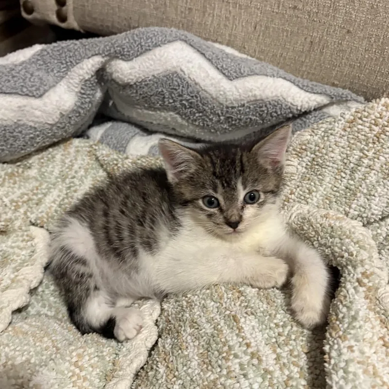 A baby small-sized female Brown / Chocolate Domestic Short Hair cat named Cherry Chino Hills for adoption in Chino Hills, CA