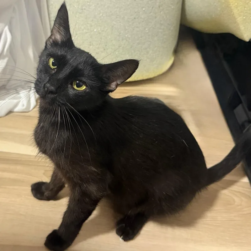 An adult medium-sized female Black Domestic Short Hair cat named Martha for adoption in Austin, TX