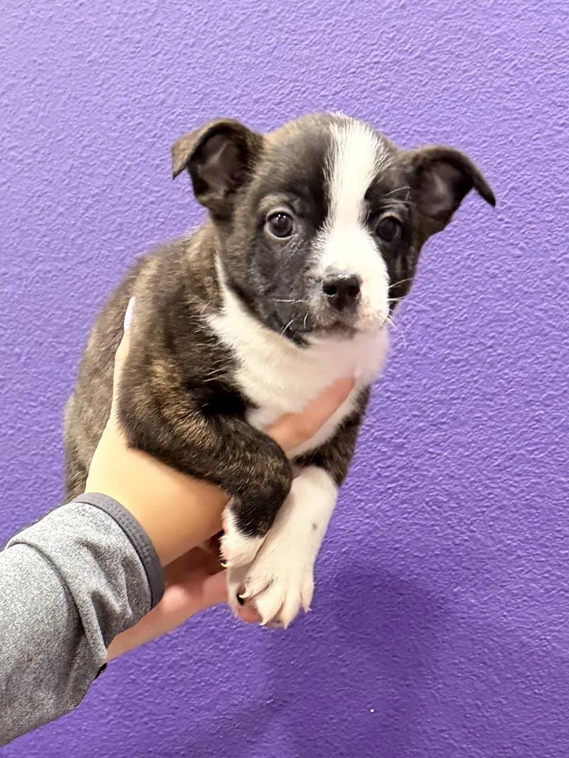 A baby small-sized male Brindle Boston Terrier dog named Bingo for adoption in Baker, LA