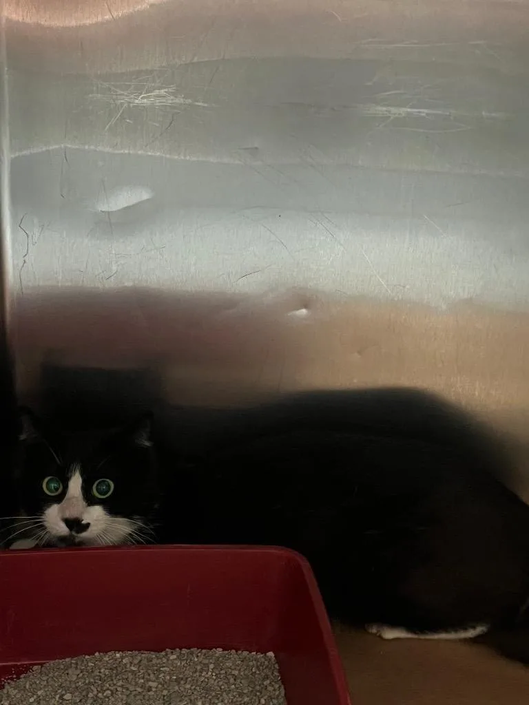 A young large-sized male Domestic Short Hair cat named Blinky for adoption in Cartersville , GA