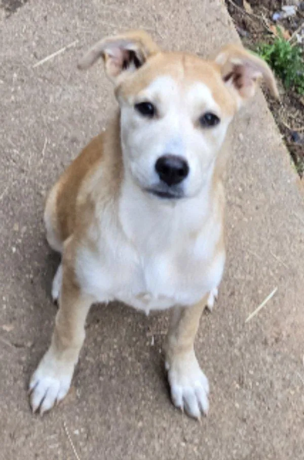 A baby medium-sized female Yellow / Tan / Blond / Fawn Labrador Retriever dog named Nutmeg for adoption in Greensboro, GA