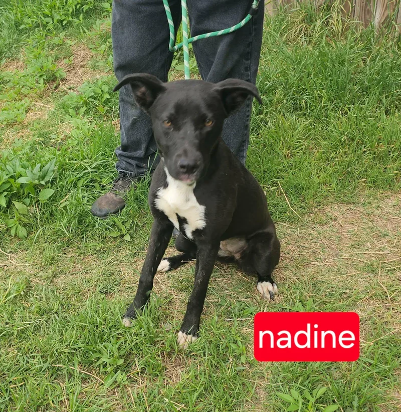 A young medium-sized female Terrier dog named Nadine for adoption in Fort Worth, TX