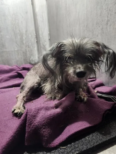 An adult small-sized female Terrier dog named Sweetheart for adoption in San Antonio, TX