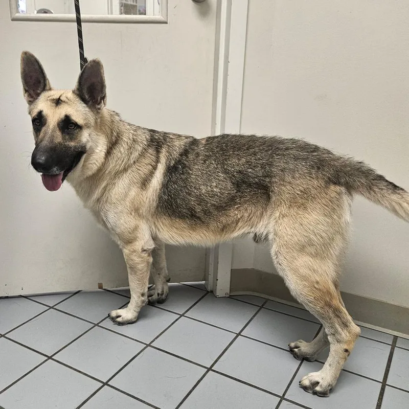 An adult large-sized male White / Cream German Shepherd Dog named Chap for adoption in Tulsa, OK