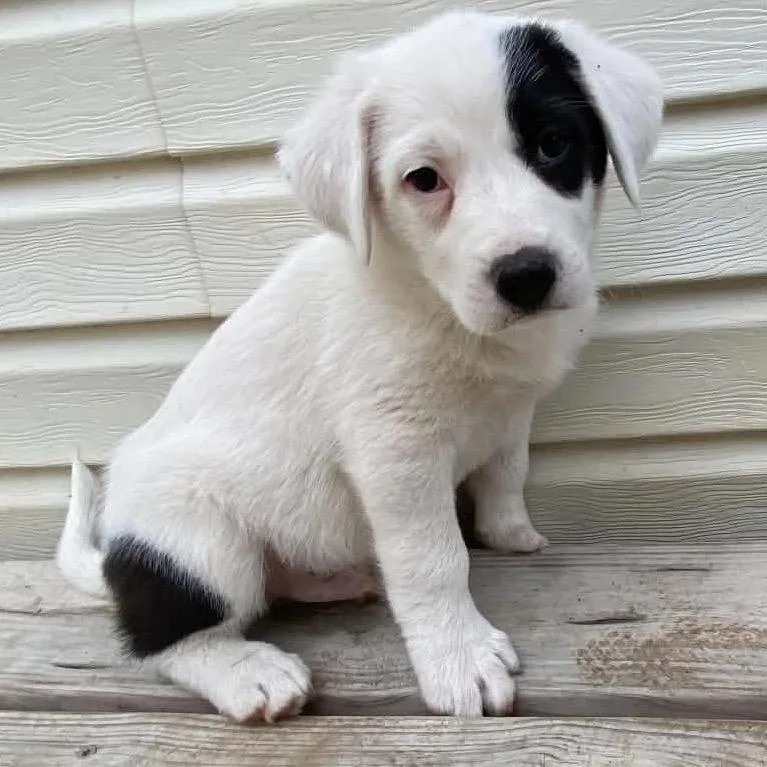 A baby small-sized male White / Cream Border Collie dog named Oakley for adoption in Pineville, MO