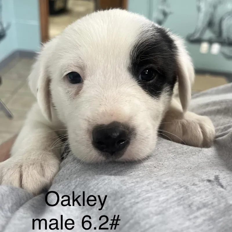 Oakley thumbnail 3
