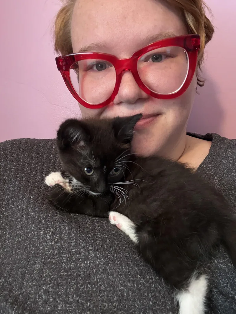 A young medium-sized female Black Domestic Short Hair cat named Daisy for adoption in Baltimore, MD