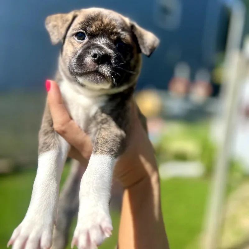 A baby small-sized female Brindle Boston Terrier dog named Jules for adoption in St. Charles, IL