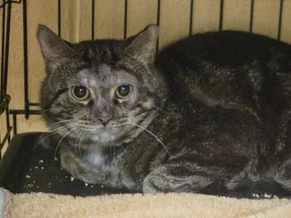 An adult medium-sized male Domestic Short Hair cat named Unakite for adoption in Westland, MI