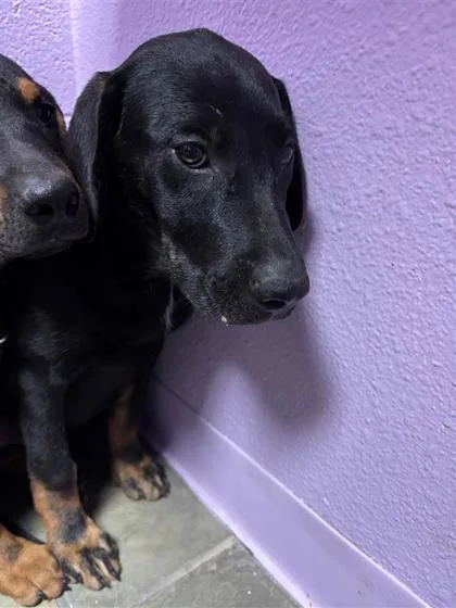 A baby small-sized female Black Australian Cattle Dog / Blue Heeler dog named Pup for adoption in El Paso, TX