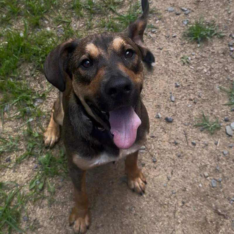 A young medium-sized male Brown / Chocolate Shepherd dog named Salmon for adoption in Fairmont, WV