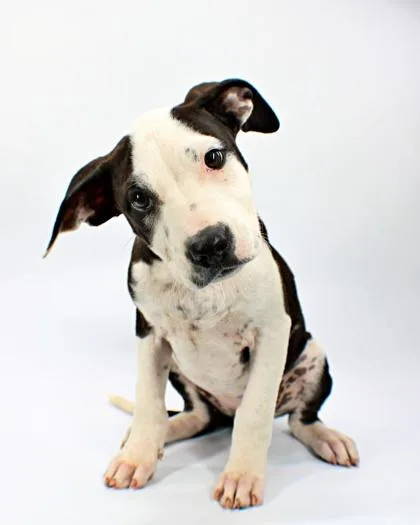 A baby medium-sized female Australian Shepherd dog named Raines for adoption in Morton Grove, IL