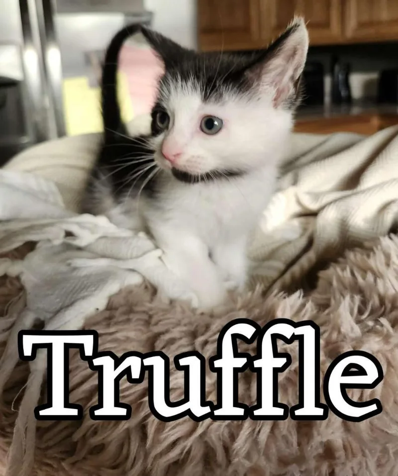 A baby small-sized female Domestic Short Hair cat named Truffle for adoption in Hillsboro, OH