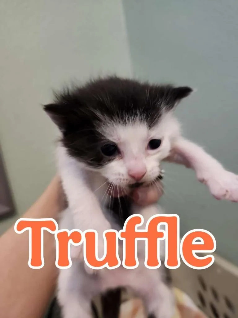 Truffle thumbnail 2