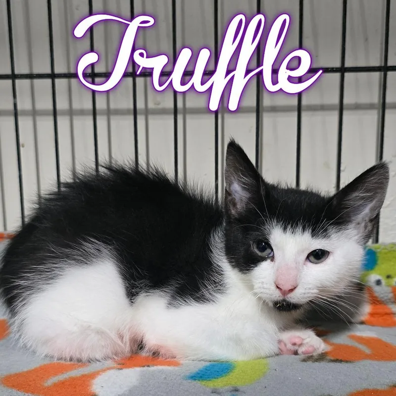 Truffle thumbnail 3