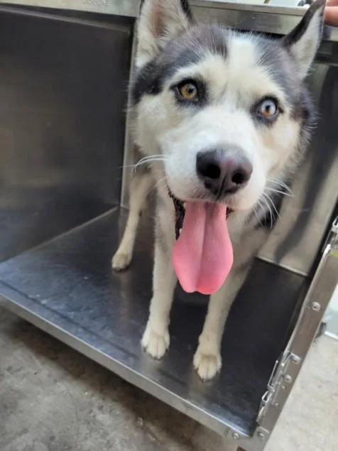 A young large-sized male Siberian Husky dog named Murdock for adoption in San Pedro, CA