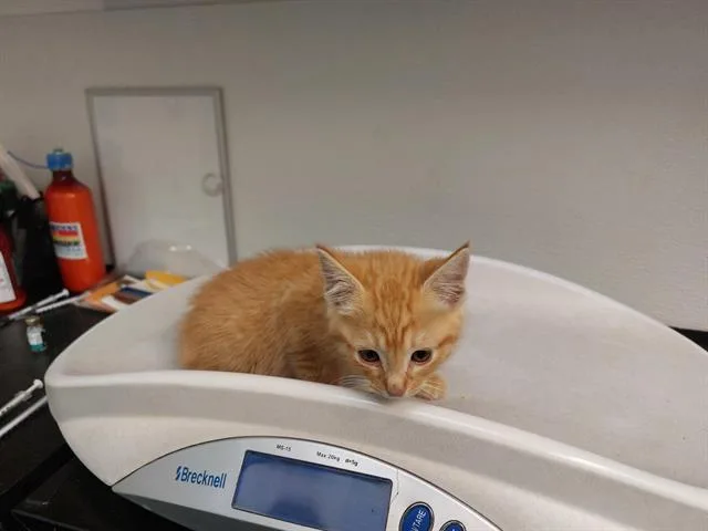A baby small-sized male Domestic Short Hair cat named Capitol Reef for adoption in Antioch, CA
