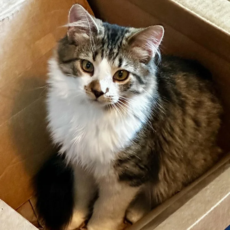 A young medium-sized male Tabby (Tiger Striped) Domestic Long Hair cat named Macintosh for adoption in Indianapolis, IN