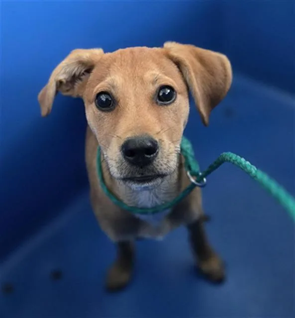 A baby medium-sized male Mixed Breed dog named Dill for adoption in Dallas, TX