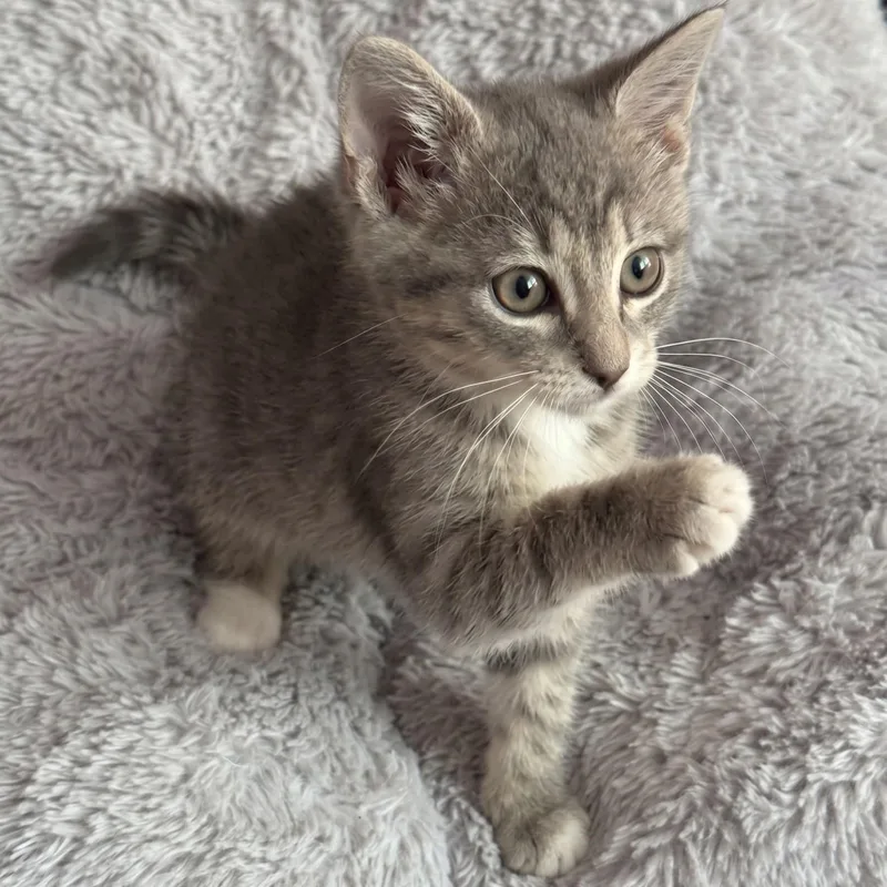 A baby large-sized female Tabby cat named Caline for adoption in Allen, TX